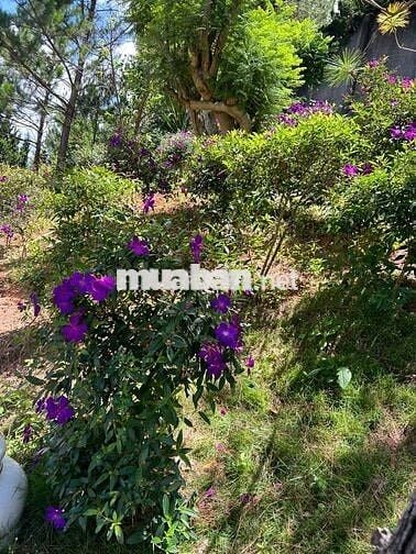 Bán Villa Sân vườn rộng trung tâm TP Đà Lạt