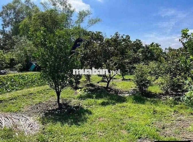 Cần bán gấp lô đất full thổ cư