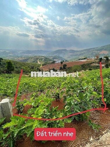🔥 ĐẤT VIEW PHẬT BÀ MÊ LINH – GIÁ DƯỚI 1 TỶ 🔥  Diện tích 300m² (126m² t