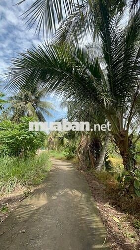🌿 ĐẤT ĐẸP – GIÁ RẺ – GẦN TP.HCM 🌿  Chỉ từ 155