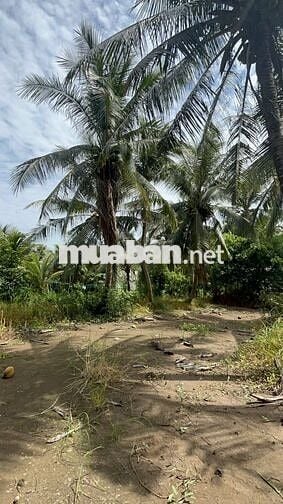 🌿 ĐẤT ĐẸP – GIÁ RẺ – GẦN TP.HCM 🌿  Chỉ từ 155
