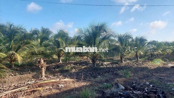 Bán đất mặt tiền đường nhựa Mỹ An B