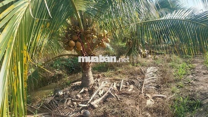 Bán đất mặt tiền đường nhựa Mỹ An B