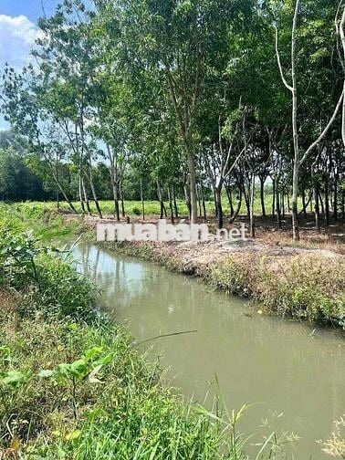 Bán Mãnh Sào 5.166m2 có sẵn thổ cư 100m