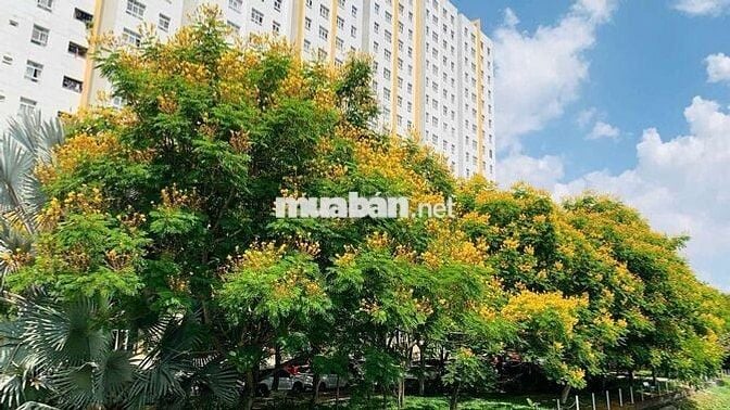 Cho thuê căn hộ Sunview Town Gò Dưa