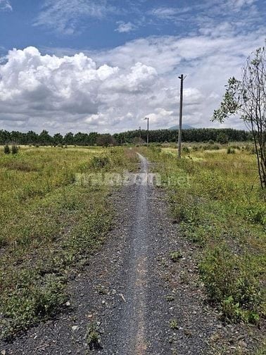 CHÍNH CHỦ CẦN BÁN LÔ ĐẤT NÔNG NGHIỆP 1011,8m2 TẠI CHÂU THÀNH -TÂY NINH