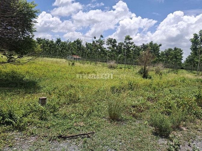CHÍNH CHỦ CẦN BÁN LÔ ĐẤT NÔNG NGHIỆP 1011,8m2 TẠI CHÂU THÀNH -TÂY NINH