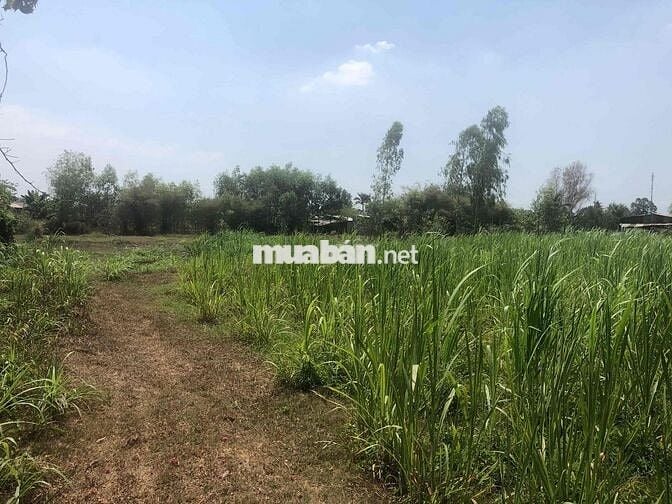 BÁN ĐẤT VƯỜN MẶT TIỀN ĐƯỜNG NHỰA  12m (Nguyễn Thị Quá)