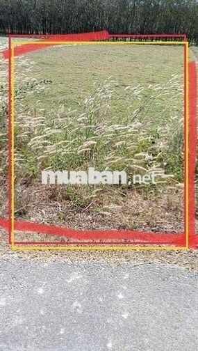 đất đường nhựa DH14 chà là, chỉ 60 triệu 1 mét, hậu dài