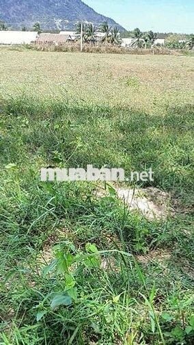 đất đường nhựa DH14 chà là, chỉ 60 triệu 1 mét, hậu dài