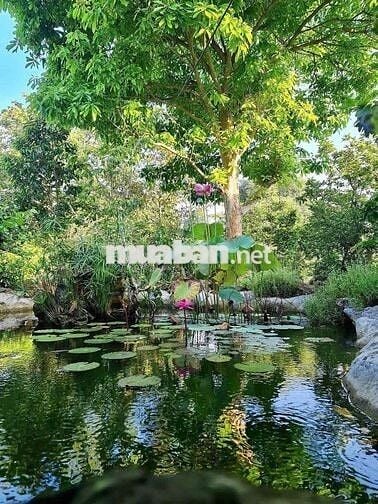 bán đất tặng nhà cấp 4 cũ diện tích 1000m2/280tr