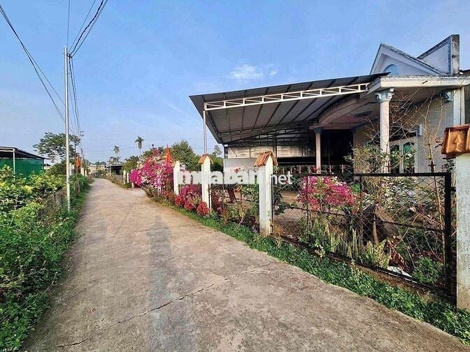 bán đất tặng nhà cấp 4 cũ diện tích 1000m2/280tr