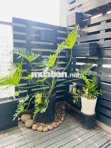 NHÀ ĐẸP CHUẨN GU CHO KHÁCH CÓ GU | 2PN 2WC EMERALD CELADONCITY