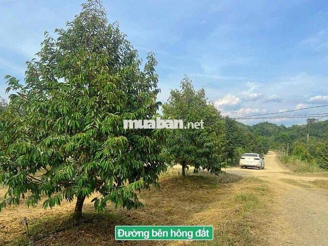 Đất trồng sầu riêng có thổ cư 1 phần