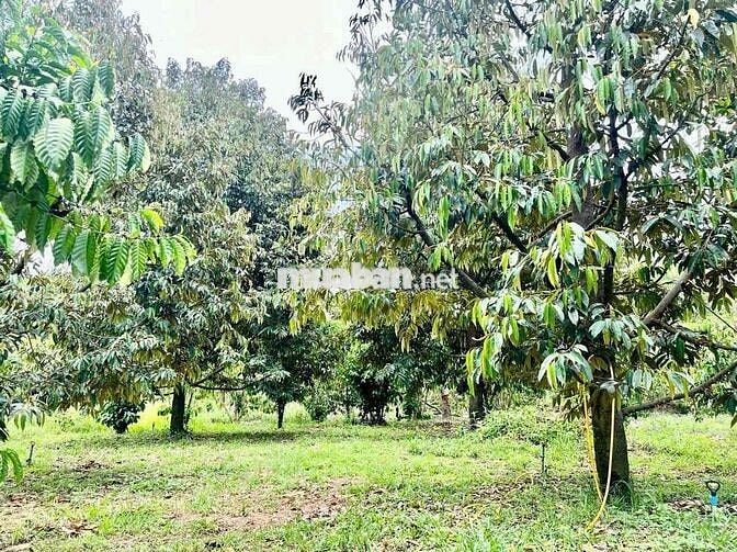 Đất trồng sầu riêng có thổ cư 1 phần