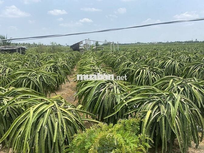 Bán gấp lô đất đẹp Châu Thành - sổ hồng riêng - đường xe hơi - giá tốt