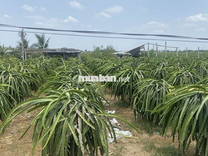 Bán gấp lô đất đẹp Châu Thành - sổ hồng riêng - đường xe hơi - giá tốt
