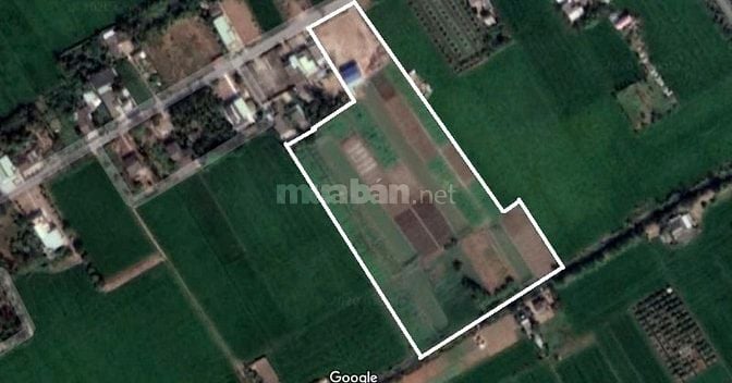 Cần bán 16.500m2 mặt tiền đường HL11, Gò Công Tây, Tiền Giang