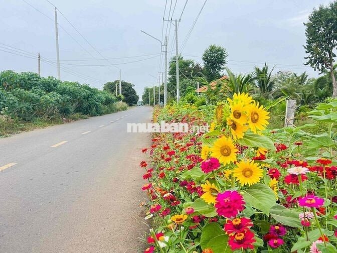 Mặt tiền đường ô tô nhánh Đoàn Trung Còn thị trấn Đất Đỏ
