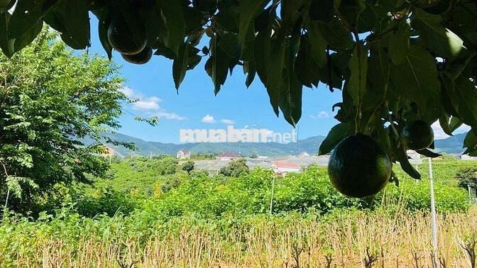 Đất nghỉ dưỡng gần Đà Lạt view đẹp tại Nam Ban Lâm Hà