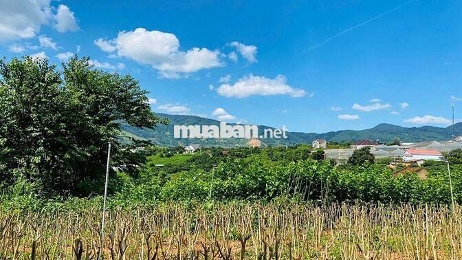 Đất nghỉ dưỡng gần Đà Lạt view đẹp tại Nam Ban Lâm Hà