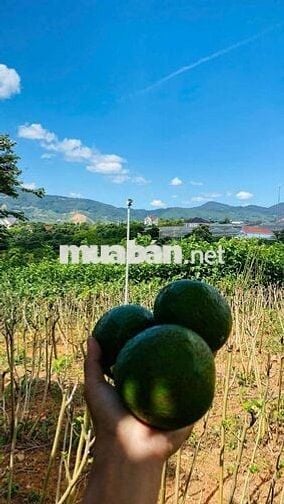 Đất nghỉ dưỡng gần Đà Lạt view đẹp tại Nam Ban Lâm Hà