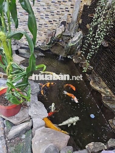 CHO THUÊ NHÀ PHƯỜNG AN BÌNH GIÁ 6 TRIỆU
