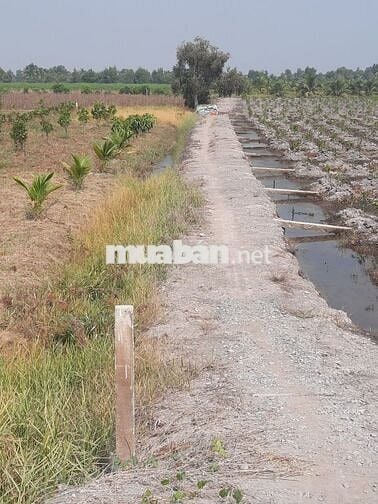 Bán đất mặt tiền kênh 1 xã thủ thừa .tây ninh dt 2070m2  (23.8 x 86.9)