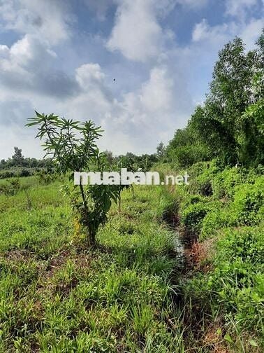 Bán đất mặt tiền kênh 1 xã thủ thừa .tây ninh dt 2070m2  (23.8 x 86.9)