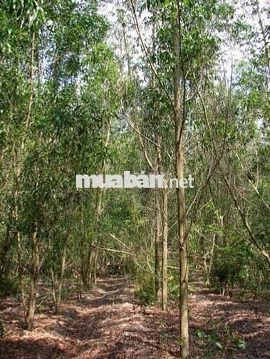 Đất trồng cây hàng năm hơn 4000m2