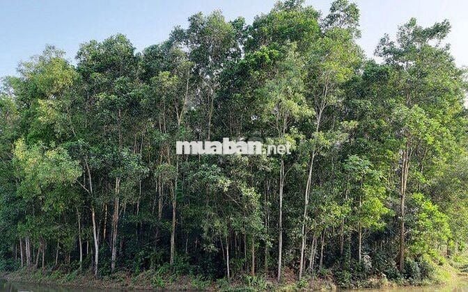 Đất trồng cây hàng năm hơn 4000m2