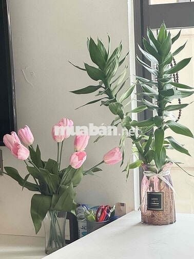Sale 50% Pass - Nhượng lại phòng Q4
