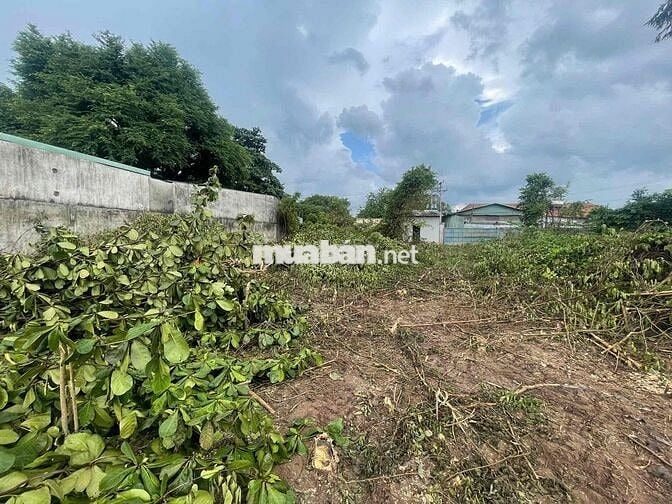 BÁN GẤP đất 31,6x55 thổ cư 300m 500m SKC nhựa 6m xecông chạy sát DT744