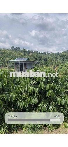 Bán Đất Cafe diện tích 1hec1 cách dân cư 500m