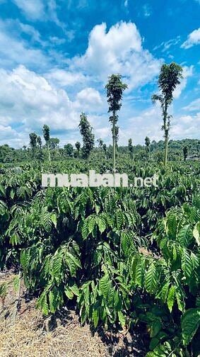 Bán Đất Cafe diện tích 1hec1 cách dân cư 500m