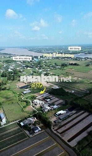 ĐẤT THỔ CƯ TRUNG TÂM CHỢ PHÚ THẠNH TÂN PHÚ ĐÔNG 🍃 GIÁ : 165 triệu/nền