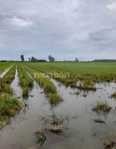 Đất lúa hơn 10 công, có đường nước riêng, đất đẹp 230tr/công