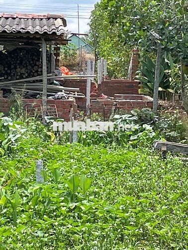 ĐẤT VƯỜN CHÍNH CHỦ CẦN BÁN GẤP