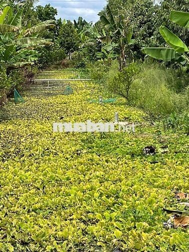 ĐẤT VƯỜN CHÍNH CHỦ CẦN BÁN GẤP