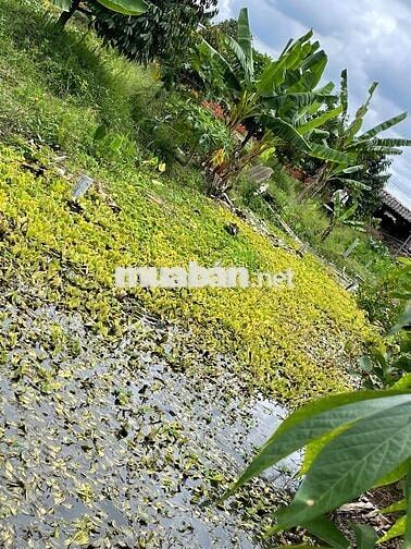 ĐẤT VƯỜN CHÍNH CHỦ CẦN BÁN GẤP