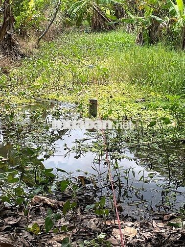 ĐẤT VƯỜN CHÍNH CHỦ CẦN BÁN GẤP