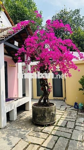 Cho thuê tổ hợp khu nhà sân vườn