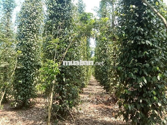 850tr cho 1000m2 đất nông nghiệp có 1 phần thổ cư ngay tại cẩm mỹ