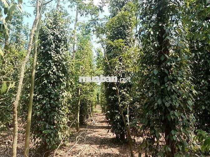 850tr cho 1000m2 đất nông nghiệp có 1 phần thổ cư ngay tại cẩm mỹ