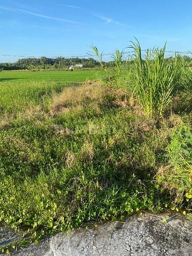 Can ban nen ngan 5 dai 20 đat sạch 