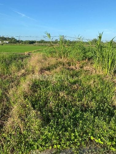 Can ban nen ngan 5 dai 20 đat sạch 