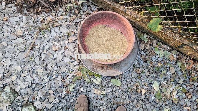 Chính chủ Bán đất, đường N3 KP Mỹ Hưng, phường Mỹ Phong, Đồng Tháp mới