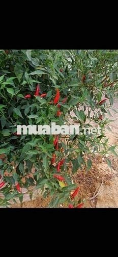 bán đất bình chánh 2000m2 kênh 5. sau trường tiểu học bình lợi