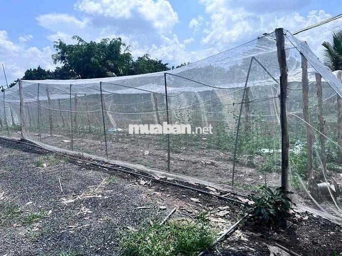 bán đất bình chánh 2000m2 kênh 5. sau trường tiểu học bình lợi