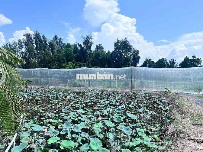 bán đất bình chánh 2000m2 kênh 5. sau trường tiểu học bình lợi